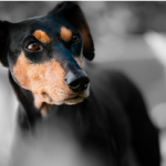 Dog Poop Pickup in Chesterfield Michigan