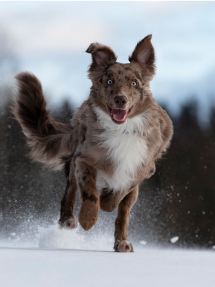 Dog Poop Pickup in Chesterfield Michigan