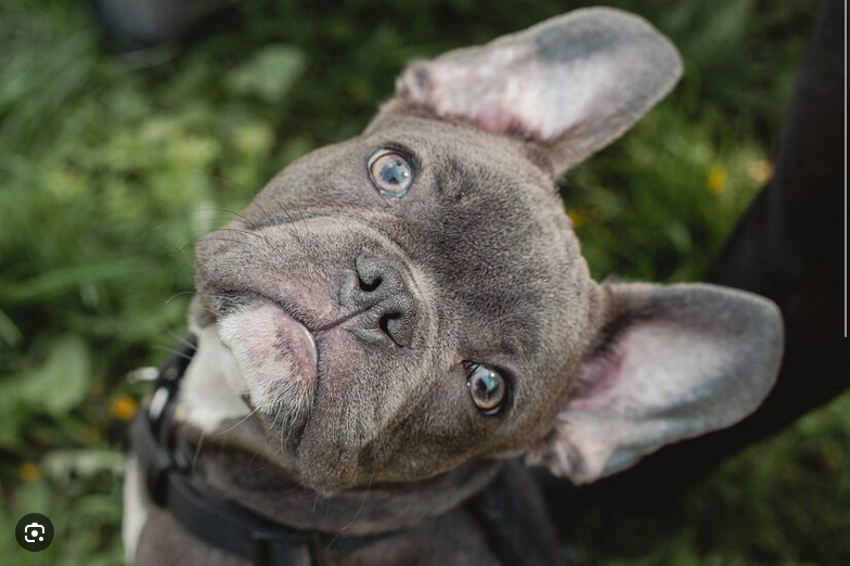 Dog Poop Pickup in Chesterfield Michigan
