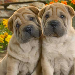 Dog Poop Pickup in Chesterfield Michigan