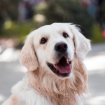 Dog Poop Pickup in Chesterfield Michigan