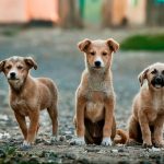 Dog Poop Pickup in Chesterfield Michigan