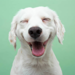 Dog Poop Pickup in Chesterfield Michigan
