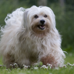Dog Poop Pickup in Chesterfield Michigan